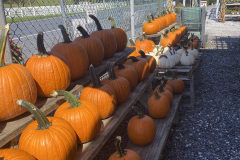 Fall-at-Kingsdene-Gift-Shop-5