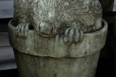 cute-animal