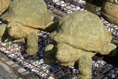 turtles