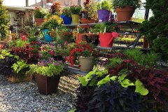 Kingsdene-Garden-Gift-Shop-1
