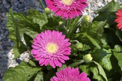 Daisies-In-Nursery-1