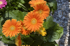 Daisies-In-Nursery-2