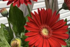 Daisies-In-Nursery-3