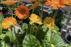 Daisies-In-Nursery-4