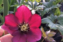 Hellebores-1