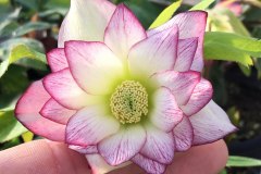 Hellebores-2