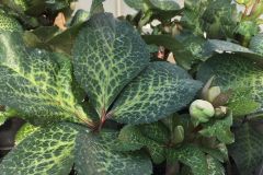 Hellebores-3