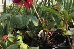 Hellebores-4