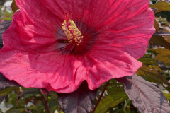 Hibiscus-in-Perennials-1