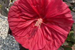 Hibiscus-in-Perennials-2