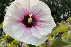 Hibiscus-in-Perennials-3