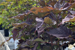 Hibiscus-in-Perennials-4