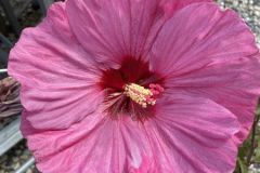 Hibiscus-in-Perennials-5
