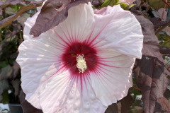 Hibiscus-in-Perennials-6