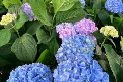 Hydrangea-Summer-1
