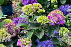 Hydrangea-Summer-2