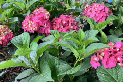 Hydrangea-Summer-3