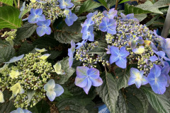 Hydrangea-Summer-4