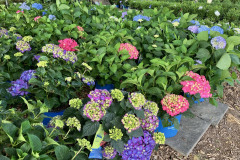 Hydrangea-Summer-5