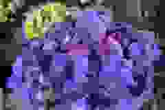 Hydrangea-Summer-6