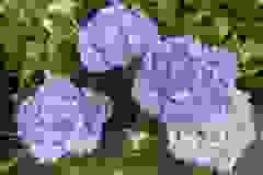 Hydrangea-Summer-8
