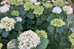 Hydrangeas-1