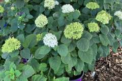 Hydrangeas-2