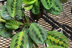 Indoor-Plants-1