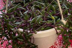Indoor-Plants-2