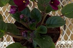 Indoor-Plants-3