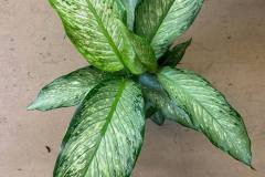 Indoor-Plants-4