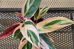 Indoor-Plants-5