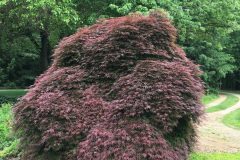 Japanese-Maple-1jpg