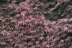 Japanese-Maple-2