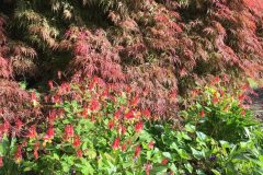 Japanese-Maple-3