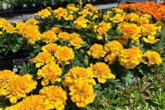 Marigolds-1