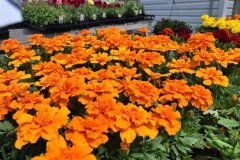 Marigolds-2
