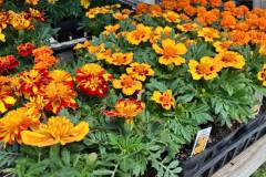Marigolds-3