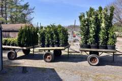 Latest-Plants-Kingsdene-1