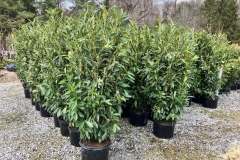 Latest-Plants-Kingsdene-2