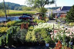 Kingsdene-plants-1