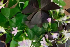 Oxalis