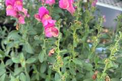 Perennial-Snap-Dragon-2