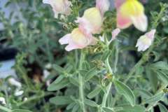 Perennial-Snap-Dragon-4