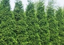Green Giant Arborvitae
