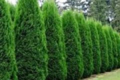 Emerald Green Arborvitae