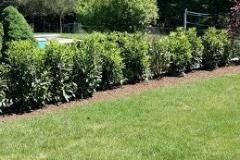 Skip Laurels