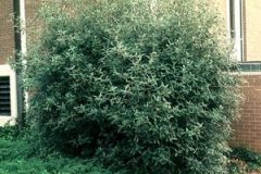 Viburnum Hedge
