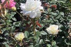 Roses-1