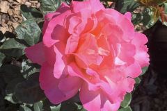 Roses-2